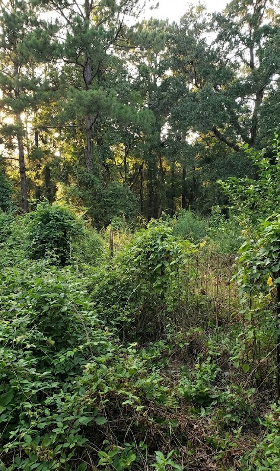BEFORE, Untamed Overgrowth